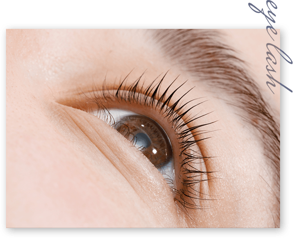 Eye lash